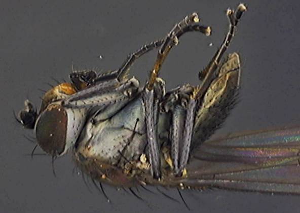 Ephydridae 1